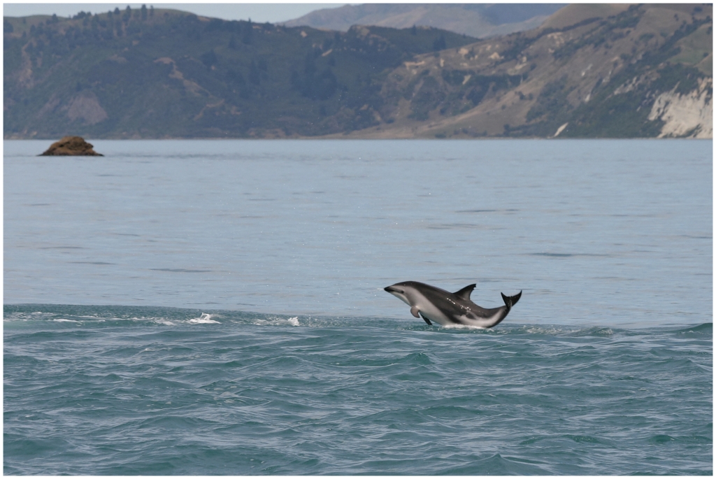 14 - Kaikoura (39).jpg